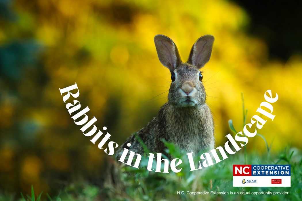 Rabbits in the Landscape