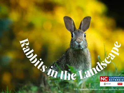 Rabbit sitting in grass with text "Rabbits in the Landscape" and NC Cooperative Extension logo
