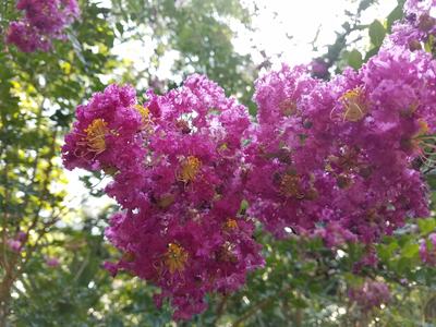Crapemyrtle flowers - Photo by Amanda Wilkins