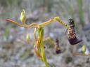 Purple-yellow insectlike flower hanging from a thin green stem against blurred soil background