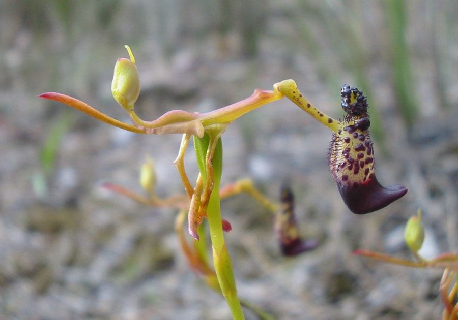 Drakaea micrantha flower, the labellum is on the right mimicking the female wasp. You can see the hinged part of the flower just above. 