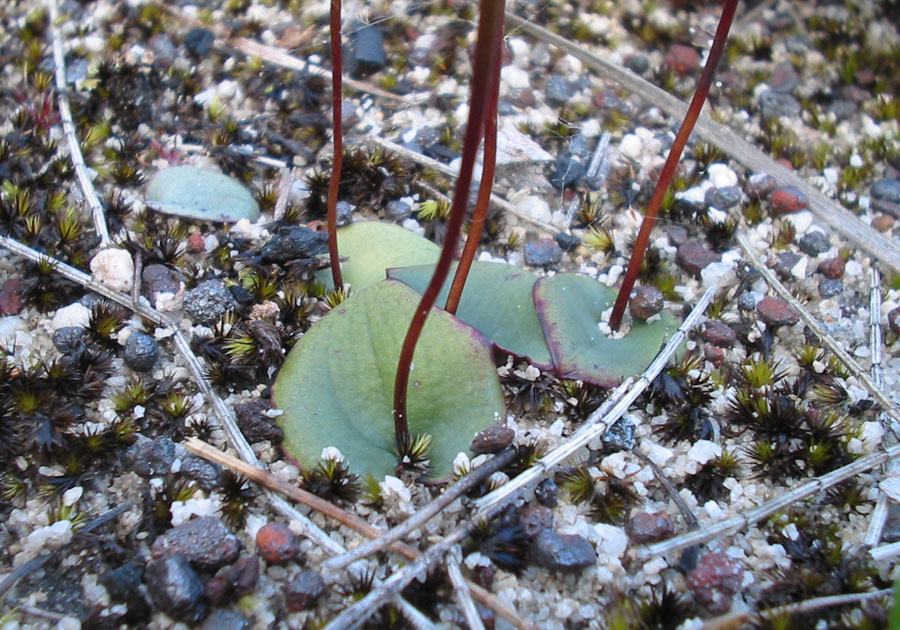 Drakaea micrantha leaf, the plant usually has one single leaf with a flower spike coming out of the center. 