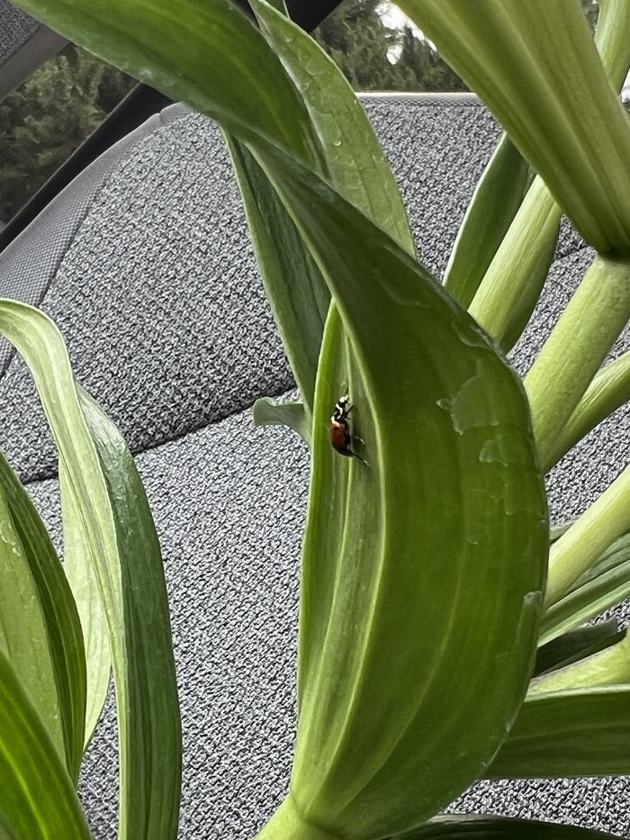Lady beetle on green leaf