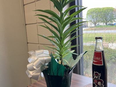 Potted white lily with white bow on windowsill beside glass bottle labeled Coke