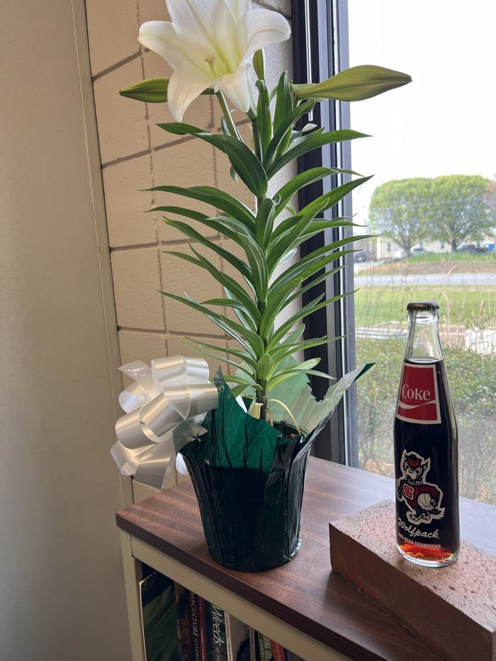 Easter Lily in window 