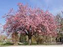 Flowering Cherry Tree