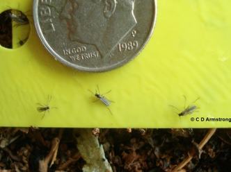 Fungus Gnats