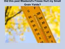 Yellow thermometer and yellow tree leaves
