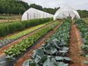 High Tunnels