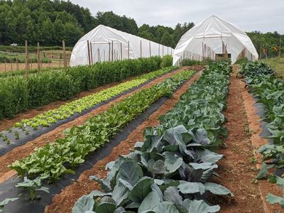 High Tunnels