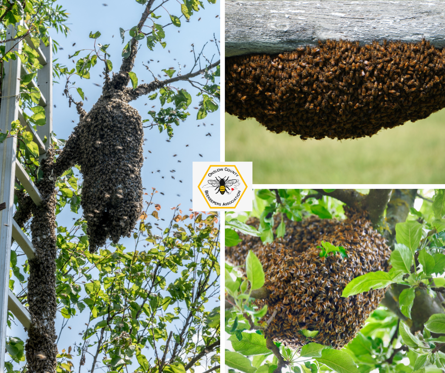 Honey Bee Swarms 