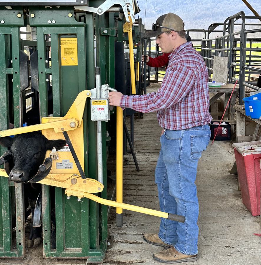 A man works a machine with a cow inside of it.