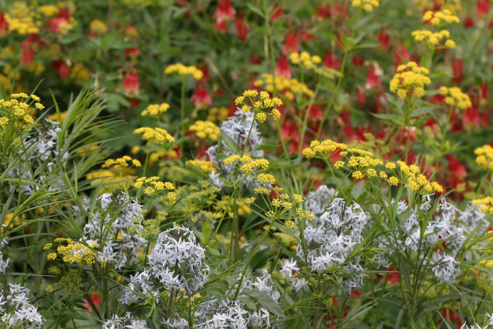 Arkansas blue star, golden alexander, and eastern wild columbine in the spring