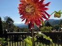 Red-orange dahlia bloom on a tall stem by a wooden deck railing, mountains visible in the background