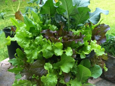 Potted mixed salad greens (lettuce, kale) overflowing from black plastic planter on stone patio