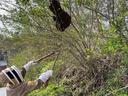Bee swarm