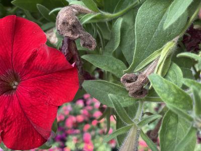 Botrytis blight on petunia