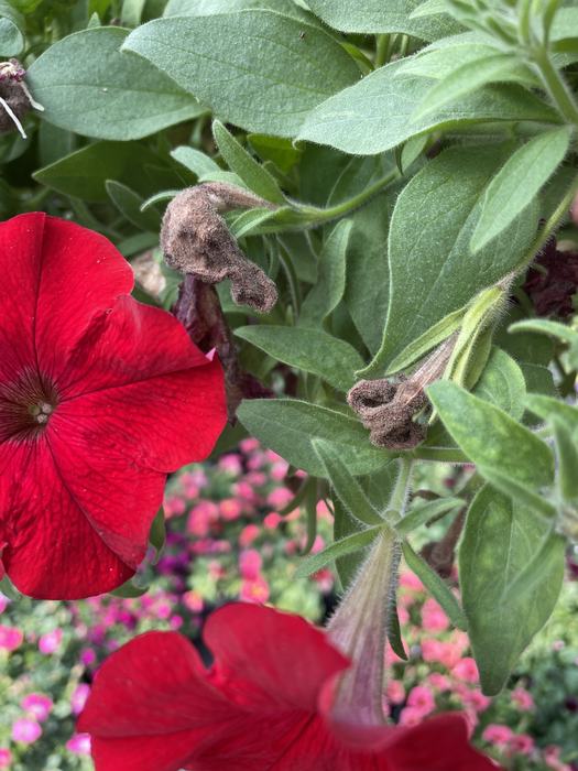 Botrytis blight on petunia