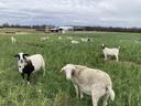 Sheep and goats grazing in a grassy fenced pasture with farm buildings in background