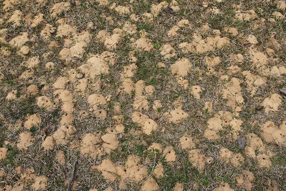 Large aggregation of mining bee nests.