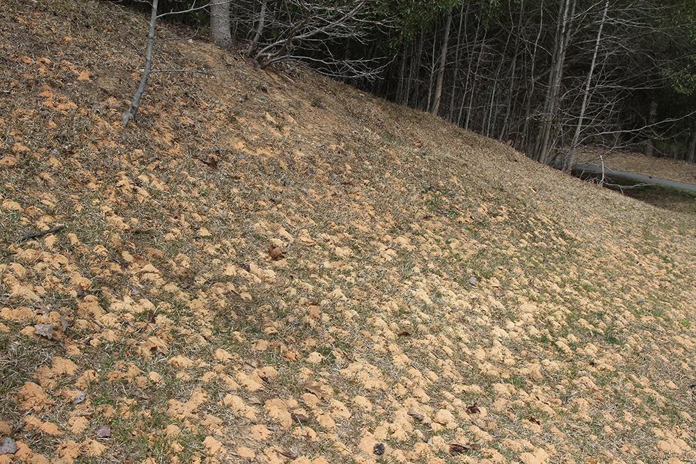 Mining bees nesting on a slope