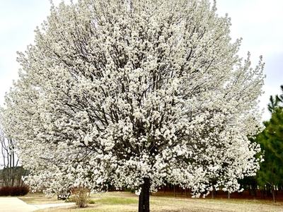 White-flowering tree in a park beside a curved concrete walkway