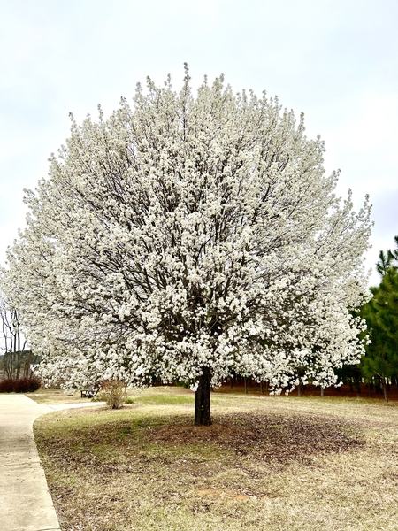 White-flowering tree in a park beside a curved concrete walkway