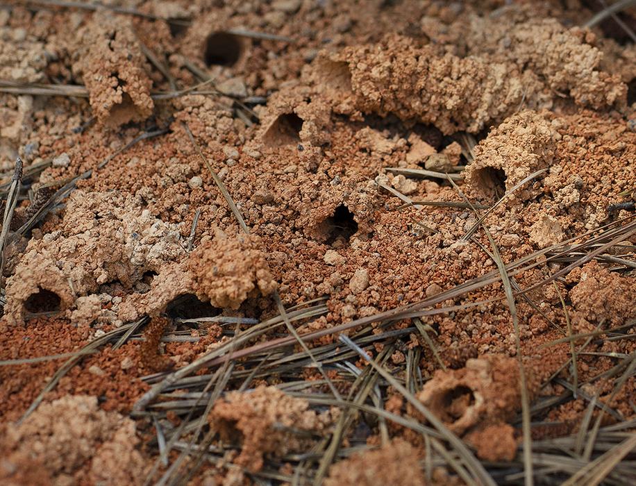 Close-up of chimney bee nests.