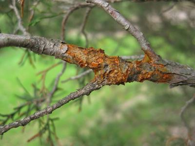 Conifer branch with orange sap resin oozing from damaged bark