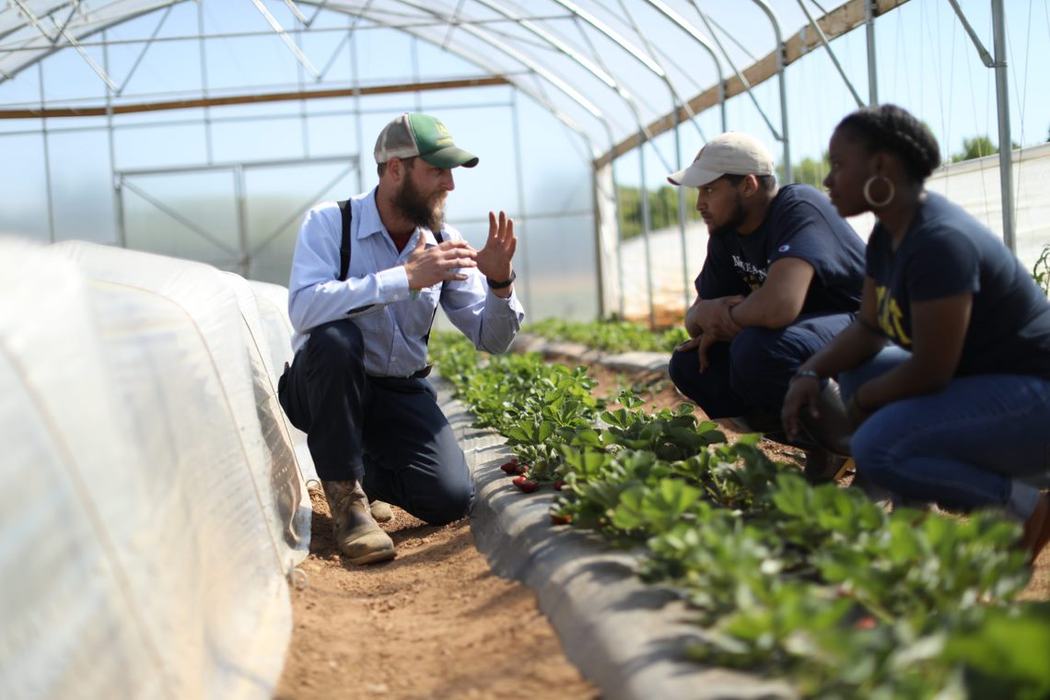 A man discusses growing strawberries in a high tunnel.