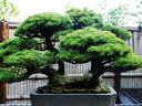 Large bonsai in a pot
