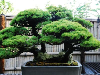 Large bonsai in a pot