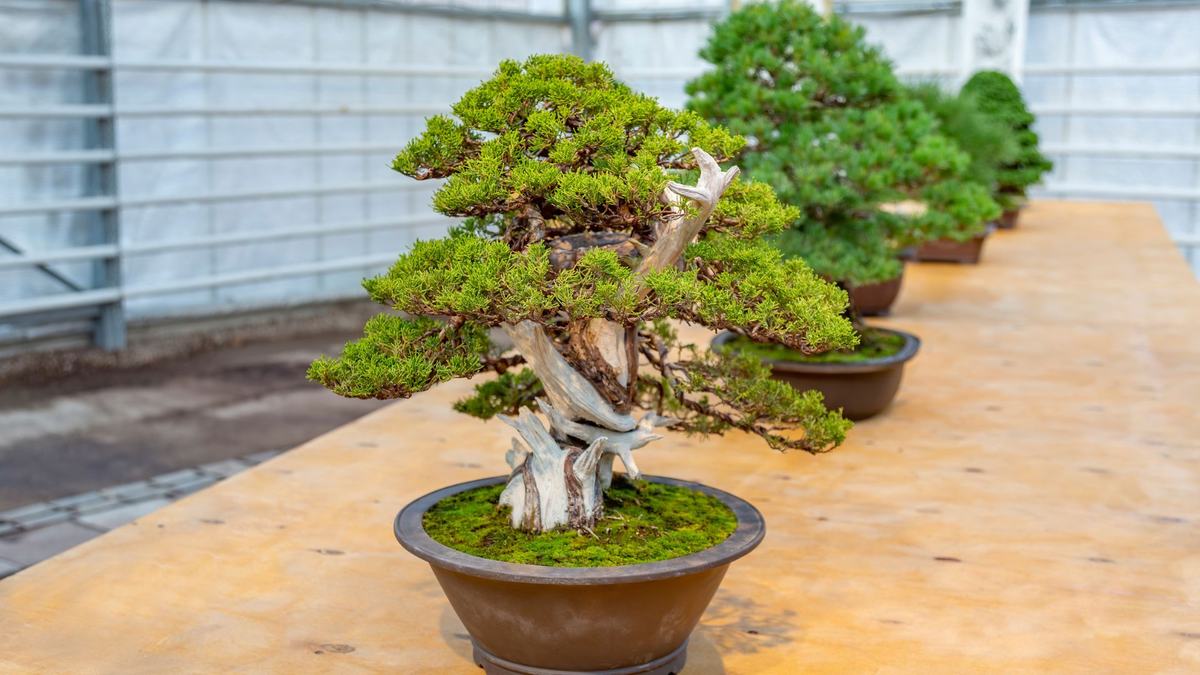 Bonsai trees in pots