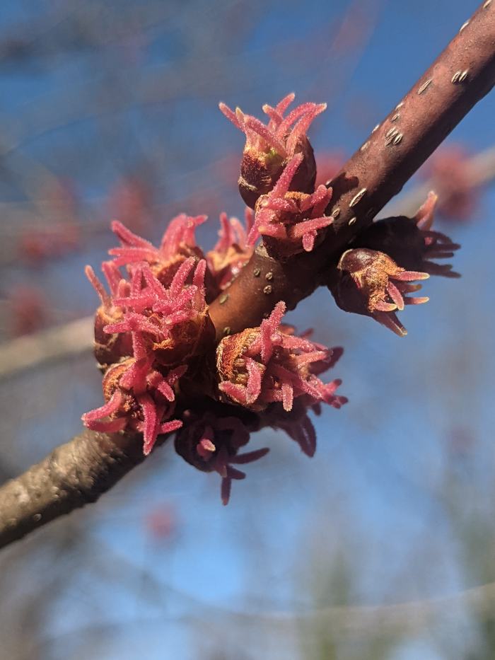Small red blossoms close to branches.
