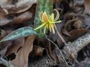 Yellow trout-lily with mottled leaves among dry brown leaf litter