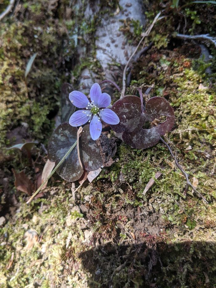 A Small Purple flower close to the ground.