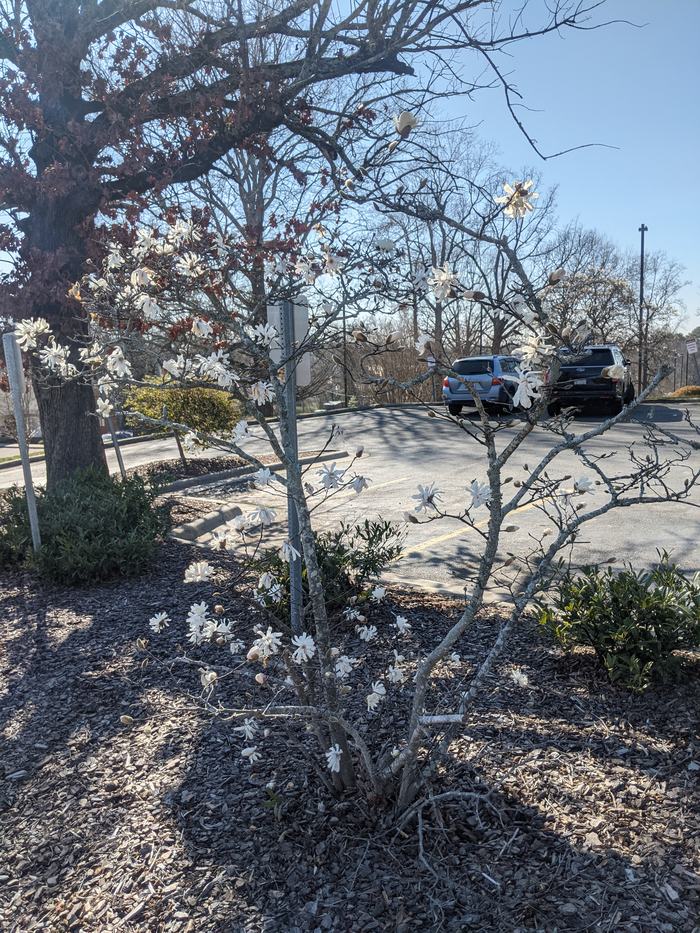 Small flowering magnolia shrub with white star-shaped blooms near a parking lot