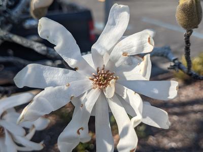 White star-shaped magnolia bloom with curled petals and brown central stamens on branch