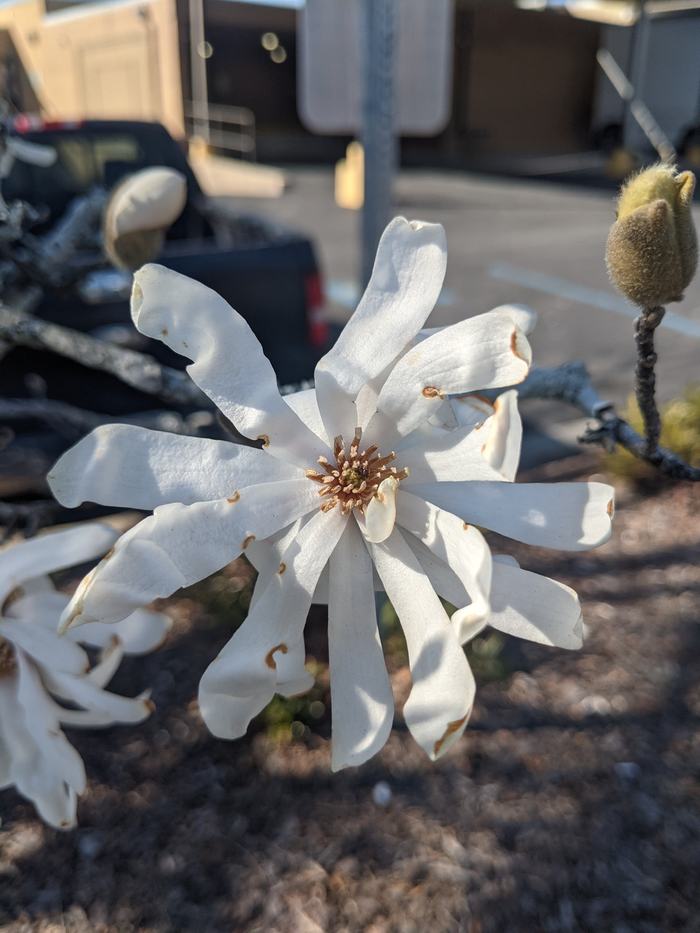 White star-shaped magnolia bloom with curled petals and brown central stamens on branch