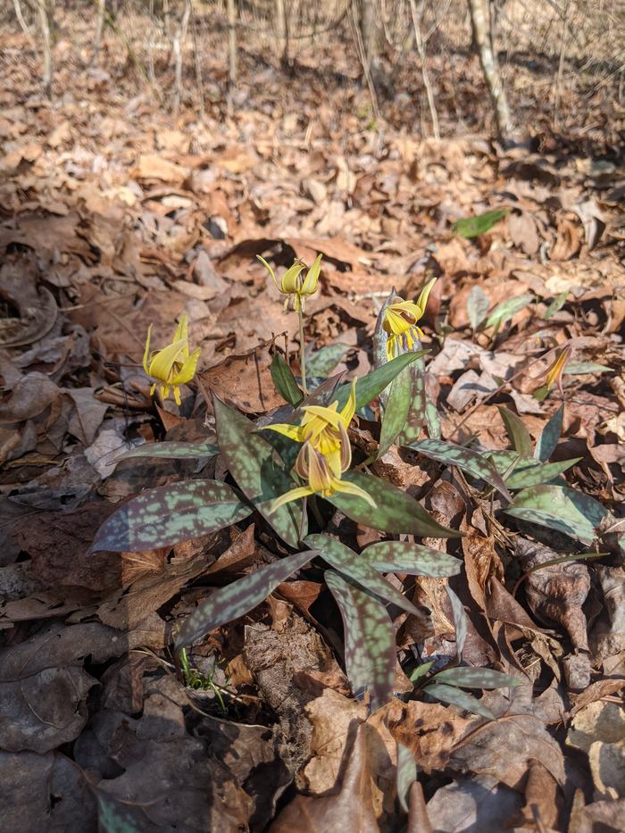 Yellow flowers with petals folded over each other.