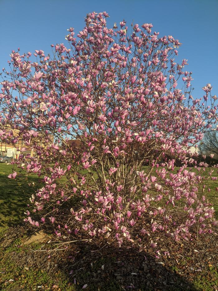 Pink magnolia tree in full bloom against a clear blue sky in a grassy yard