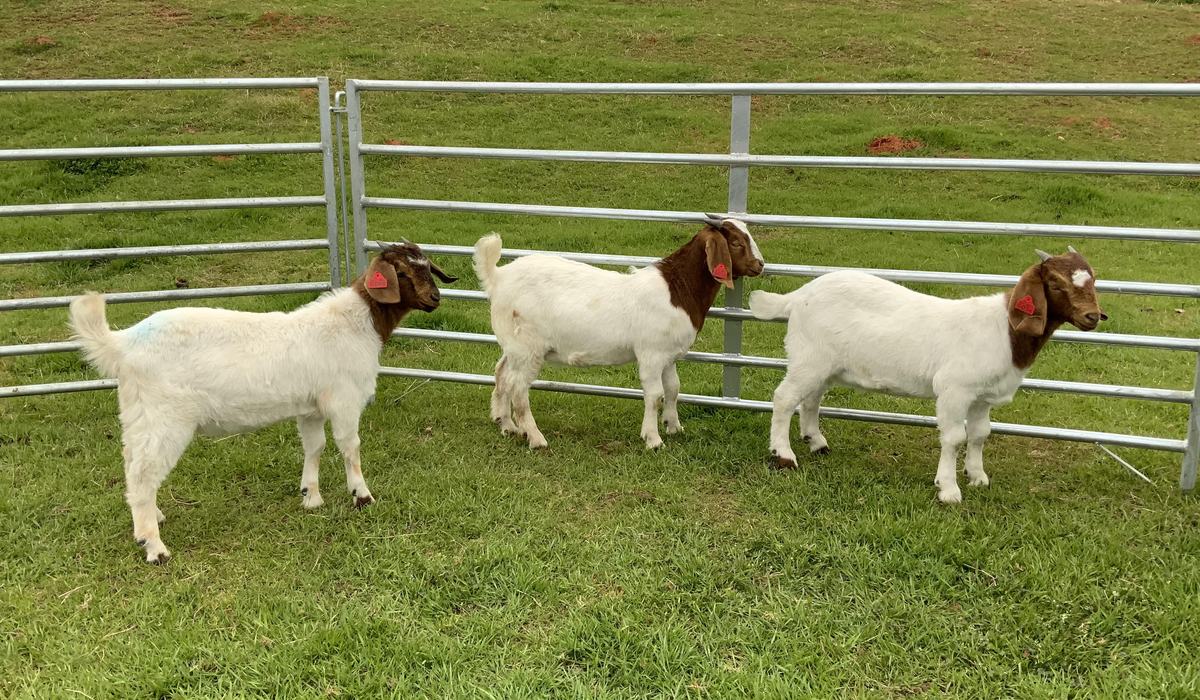 Sag Ruminants NC State College of Veterinary Medicine Small Ruminant Husbandry Owner ...