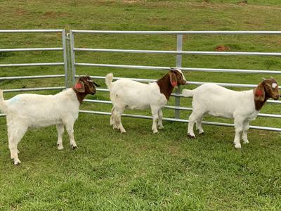 Three Goats stand in a paddock.