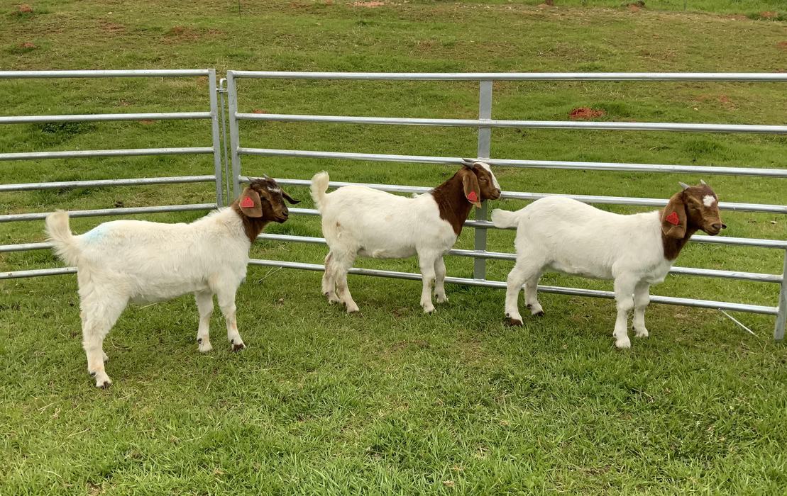 Three Goats stand in a paddock.