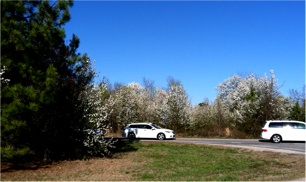 Two white cars on road beside blooming white trees under a clear blue sky