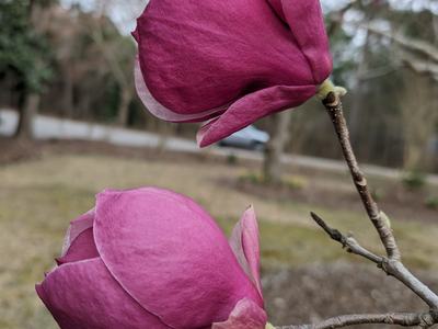 Pink-purple saucer magnolia - photo by Amanda Wilkins