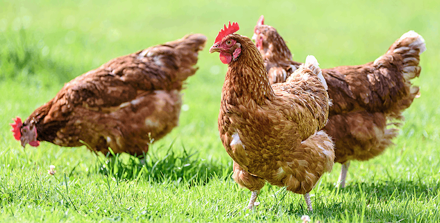 Chickens grazing in grass.