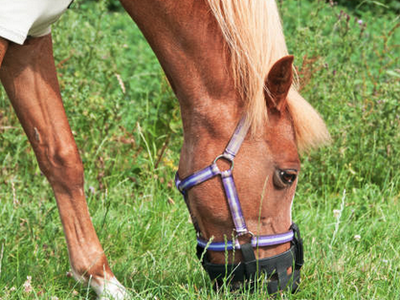 Brown horse wearing a purple halter and grazing through a grazing muzzle in grass