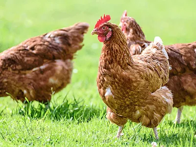 Three brown hens foraging and walking on green grass