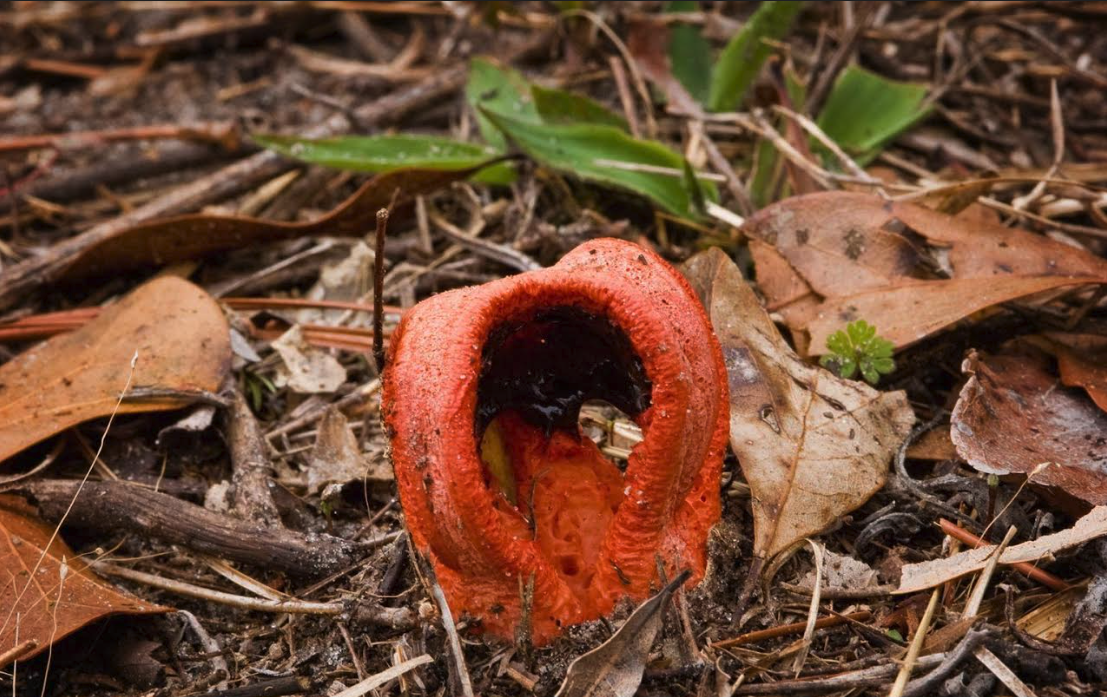 Column Stinkhorn (Clathrus columnatus)